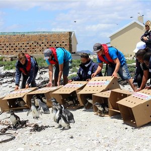 11 November 2015 was â€˜n vreugdevolle dag vir die bekende African Penguin & Seabird Sanctuary in Kleinbaai. Na â€˜n maand wat die Afrika Pikkewynkuikens vanaf Dyer Eiland verwyder is, is hulle met die hulp van Wilfred Chivelle se boot, Dream Catcher, asook Happy Feet, â€˜n spesifiek-geborgde rubberboot deur Nautic Africa, na Dyer Eiland teruggeneem en vrygelaat om daar hul nuutgevonde vryheid te gaan geniet. 